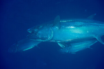 Fototapeta premium ルアーを口につけたイソマグロ 小笠原 ケータ嫁島 マグロ穴