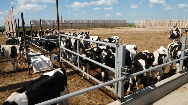 black white calves graze and moo in open pen on farm in summer, video with sound