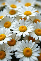 Fototapeta premium Background with white daisy flowers with bright yellow centers.