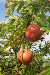 Pomegranates after rainfall on a plantation ready for harvest.