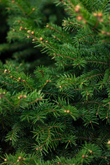 Green spruce branches outdoor coniferous natural winter Christmas holiday background