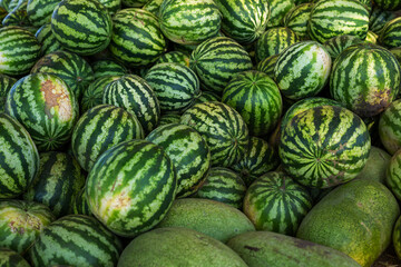Watermelon food background harvesting organic fruit on farmland