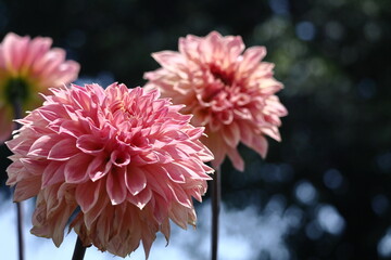 色鮮やかな大輪