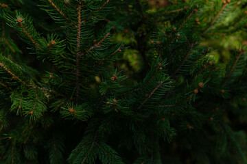 Green spruce branches outdoor coniferous natural holiday background