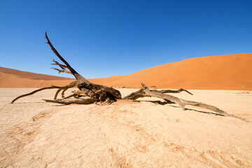 Ancient dry trees stand on a white clay soil, creating a stunning visual contrast in Deadvlei National Park in Namibia