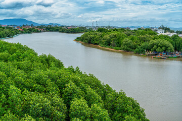 Phra chedi klang nam mangrove forest, Rayong Province, Thailand. Mangrove forest background in the wetland area where fresh water and sea water meet. Nature and environment conservation concept.