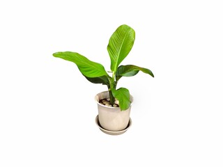 Tree in ceramic pot isolated on white background. Plants growing in pots or planters. beautiful natural home decorations. Interior design. Arrowhead plant. Syngonium podophyllum. Philodendron