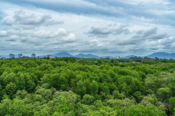 Phra chedi klang nam mangrove forest, Rayong Province, Thailand. Mangrove forest background in the wetland area where fresh water and sea water meet. Nature and environment conservation concept.