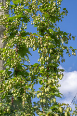 Houblonière en Flandre Belge près de Poperinge