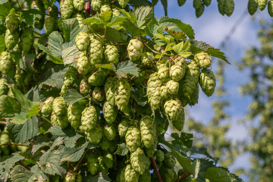 Houbloni&egrave;re en Flandre Belge pr&egrave;s de Poperinge