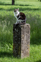 Katze auf Steinsockel in grüner Wiese hält Ausschau, Schweiz