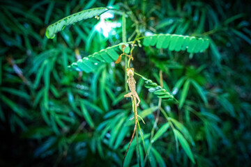 chameleon on green leaves in the dark