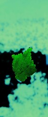leaf on water 