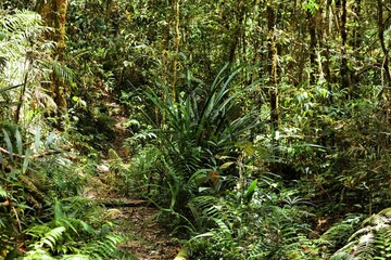 Jungle trail in Borneo, Malaysia