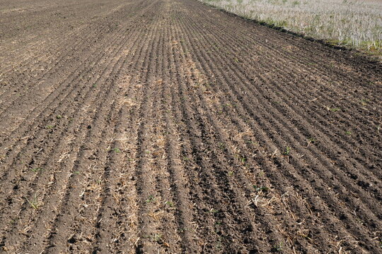 Freshly plowed field furrows after harvesting previous crop in Ilfov county, Romania