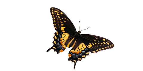 Vibrant Butterfly Isolated on Transparent Background