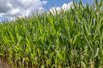 Fototapeta premium Champs de Maïs en Belgique, Poperinge