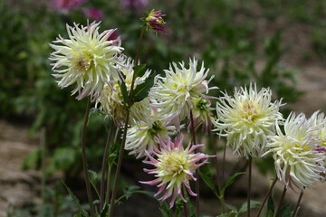 色鮮やかな大輪