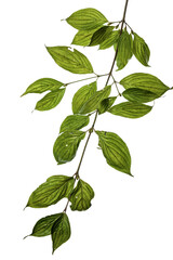 A sprig of dogwood leaves