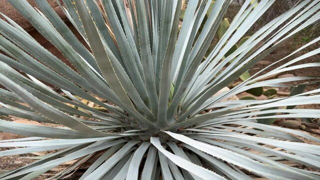 Dasylirion berlandieri or Blue sotol, Mexican plant with spiked long leaves, close-up.