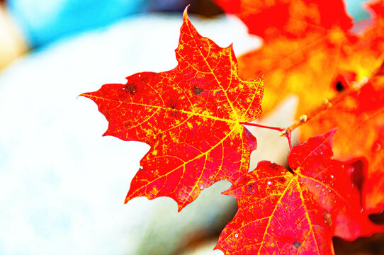 red maple leaf
