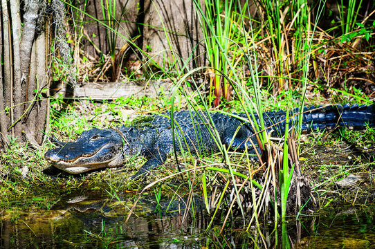 alligator in the swamp