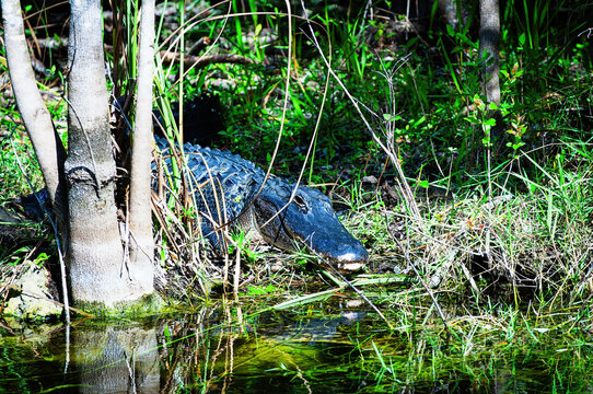 Alligator in the Everglades