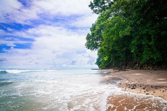 beach with trees