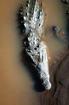 Crocodiles in the Tarcoles River in Costa Rica