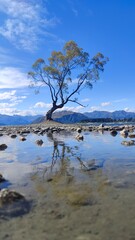 The famous tree by Lake Wanaka