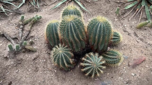 Ferocactus glaucescens or Blue Barrel Cactus, Cacti growing in the sand.