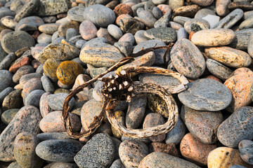 A summer HDR image of seaweed holdfast blending in with the pebbles on a beach in benbecula, Outer Hebrides, Scotland.