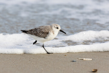 Sanderling (Calidris alba) on the beach on Juist, East Frisian Islands, Germany, in spring.