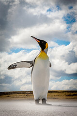 Obraz premium King Penguins The Falkland Islands