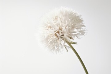 Delicate White Dandelion Seeds - A Beautiful and Tranquil Sight