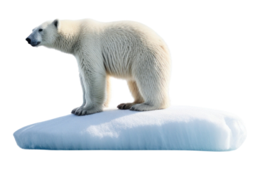 PNG Polar bear standing onmelting ice berg wildlife outdoors nature.