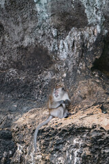 monkey on rocks by the ocean