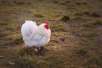 happy free-range mini cochin chicken in the meadow