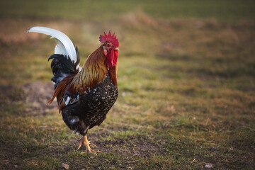 rooster on the farm