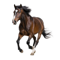 Running horse isolated transparent background