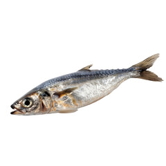 Fresh mackerel fish isolated transparent background