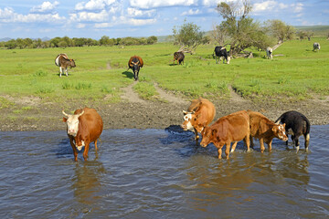 A herd of cows by the Kharaa Gol river, Mongolia © Pecold
