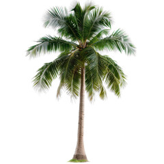 Tall coconut palm tree isolated transparent background