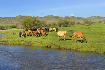 A herd of horses by the Kharaa Gol river, Mongolia