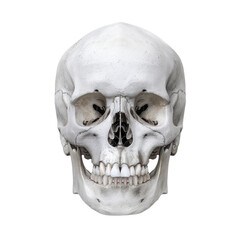 Obraz premium Human skull with teeth front view isolated transparent background