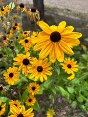 Black-eyed Susan Flower
