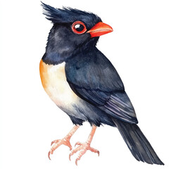cute Crested Myna watercolor clipart illustration isolated