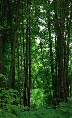 trees in the forest