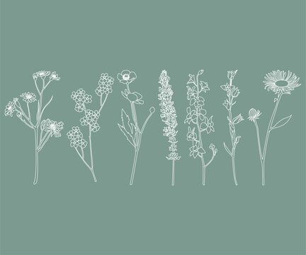Disegno stilizzato di pianta. Schizzo fiore minimal, tratto linee. Catalogo botanica