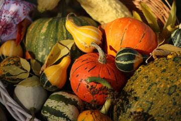 pumpkins and gourds